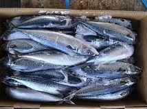 Cá thu đông lạnh - Công Ty TNHH Thực Phẩm Hiệp Phát - Hiep Phat Food Company